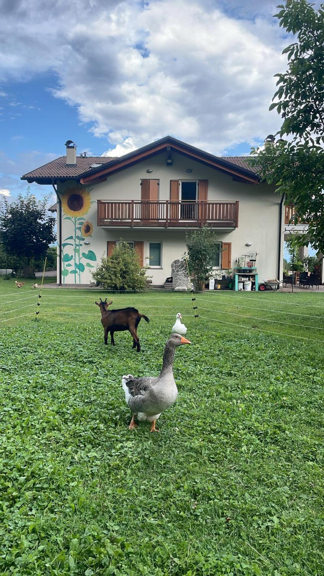 Agriturismo Girasole Фай дела Паганела Екстериор снимка