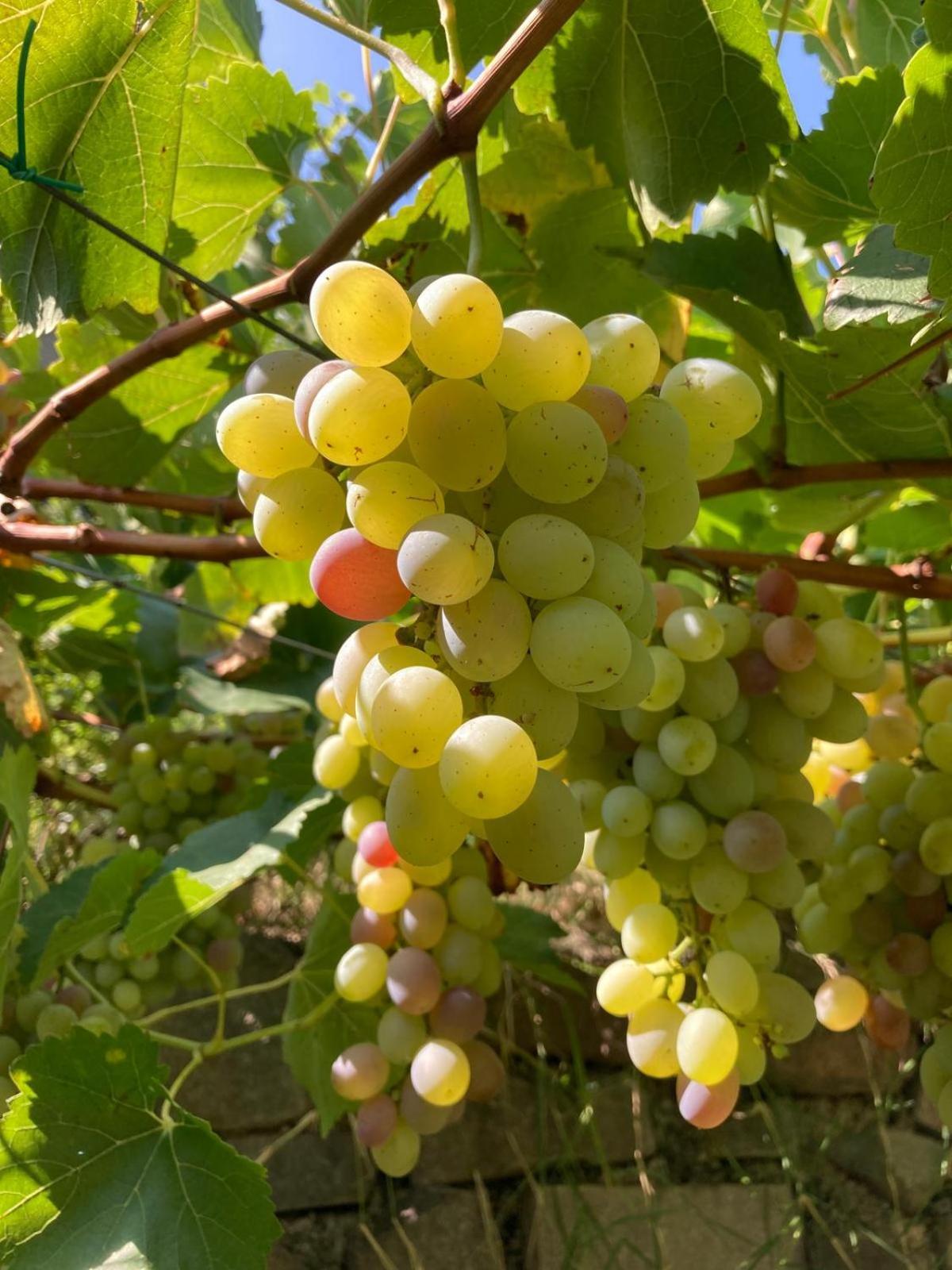 Agriturismo Girasole Фай дела Паганела Екстериор снимка